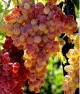 5 правил выращивания винограда