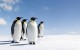 20 забавных фактов о пингвинах