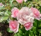 Выращивание роз на даче