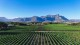 Виноделы ЮАР хотят отсудить право на продажу вина