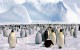 20 забавных фактов о пингвинах