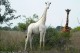 В природе остался единственный самец белого жирафа