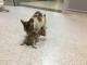 Кошка сама принесла в больницу котенка - история о безграничной материнской любви