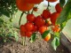 Выращивание томатов за 8 млрд рублей