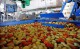 Бизнесмен из Молдавии планирует запустить производство по переработке овощей