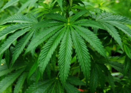 Конвенция оон о запрете конопли как расти гидропонику марихуану