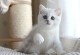 Шиншилла - аристократическая кошка