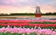 32 га цветов в Нидерландах