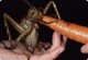 Уэта - самое тяжёлое насекомое на планете