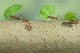 Интересные факты про муравьев для детей