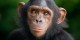 10 интересных фактов о шимпанзе