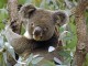 20 увлекательных фактов о коалах