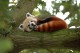 Малая панда: 7 интересных фактов
