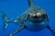 20 фактов об акулах