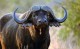 18 интересных фактов о буйволах