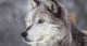 27 интересных фактов о волках