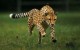 25 интересных фактов о гепардах