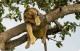 Львы отдыхают на деревьях в национальном парке Уганды