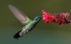 15 интересных фактов о колибри