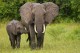 20 интересных фактов о слонах