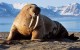 25 интересных фактов о моржах