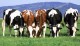 20 интересных фактов о коровах