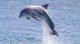 15 интересных фактов о дельфинах