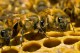 Зачем пчёлам нужен мёд?