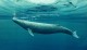 Несколько интересных фактов о китах