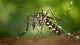 Что делали комары до появления теплокровных животных?