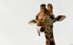 6 фактов о жирафах, которые вы могли не знать