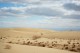 Если кислород вырабатывают деревья, почему мы можем дышать в пустыне?