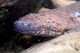 Учёные обнаружили саламандру размером с огромную кровать