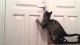 Почему кошки долго соображают, войти им в комнату или нет, когда специально открываешь им дверь по их желанию?