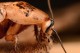 В России гигантскому таракану сделали операцию под наркозом