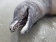 Морской зверь без глаз и плавников появился на берегу Мексики