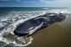 Солнечные бури сбивают китов с пути