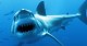 Невероятные факты об акулах