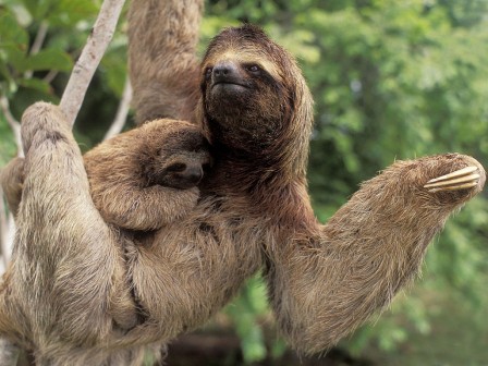 сколько спят ленивцы в сутки