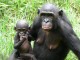 Ребенок шимпанзе