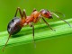 Сколько весят все муравьи мира?