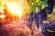 Полезен ли виноград так же, как и само вино?