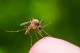 Переносят ли комары ВИЧ?
