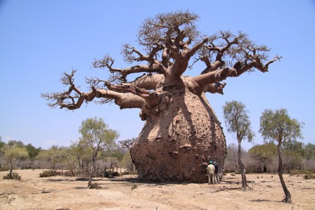 Удивительное дерево – баобаб! — Люди Роста