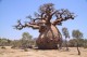 Удивительное дерево – баобаб!