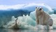 Мерзнут ли лапы у полярных животных?