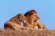 Могут ли львы поедать своих детенышей, когда вокруг нет добычи?