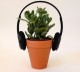 Растения слышат музыку