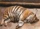 Почему толстые животные кажутся милыми?