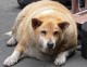 Почему толстые животные кажутся милыми?